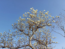 白里幼稚園園庭13